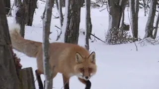 Два ВОРОНА и Рыжий Лис!.ХОЗЯИН ЛЕСА!