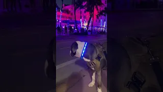 Partying in Miami Beach #cutedog #miamibeach #dogshorts #dogs #dog #pitbull