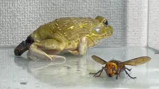 When you p💩💩p in front of the giant hornet ... / Pacman frog , African bullfrog【LIVE FEEDING】