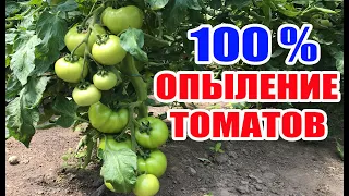 Опыление томатов в теплице ! 100 % завязь