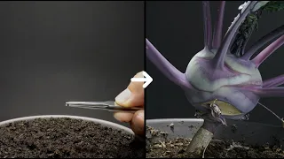 Growing Red Kohlrabi From Seed To Harvest - 73 Days Time Lapse