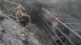 Muskrat Trapping With Underwater Footage!!!!!