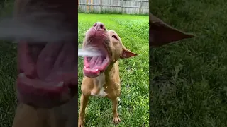 Cute Dog Is Obsessed With Water Sprinklers! | Dodo Kids