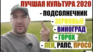 За месяц до уборки. Большой подробный обзор с умозаключениями.