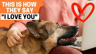 9 Signs your German Shepherd Loves you the MOST!