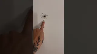 Elle crie une fois qu’elle est dead 🕷😭