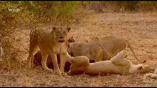 National Geographic WILD. Африканские охотники. Пропавший принц.