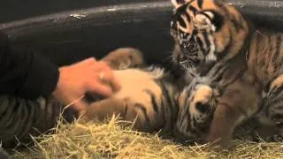 Baby Tiger Cubs - Video by the San Diego Zoo Safari Park