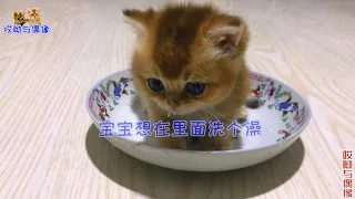 独苗奶猫跟大猫抢肉吃，整个身子霸住盘子，猫爸：实力坑爸的玩意