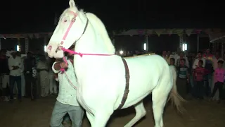 Horse Dancing at the Cattle Fair In Pushkar Rajasthan || Amazing Horse Dance Competition at Night