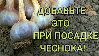 ОЗИМЫЙ ЧЕСНОК БУДЕТ КРУПНЫЙ! Обязательно добавьте это в почву при посадке чеснока осенью.