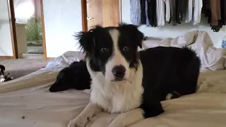 Puppy aussie shepherd hears wolf howling first time