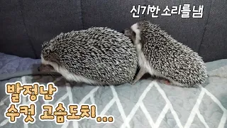 발정난 수컷 고슴도치가 암컷을 보면 내는 놀라운 소리 | Surprising sound that a male hedgehog in heat makes