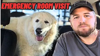 EMERGENCY TRIP TO THE VET CLINIC | I Found Our GIANT GUARD DOG LIKE THIS!