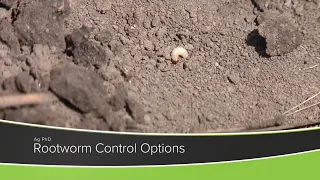Rootworm Control Options (From Ag PhD Show #1178 - Air Date 11-1-20)
