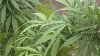 DOJ moves to reclassify marijuana, Iowa lawmakers says it's not the right time