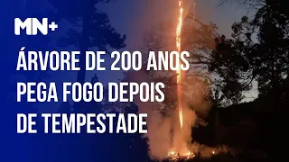 Vídeo mostra árvore de 200 anos que pegou fogo depois de tempestade