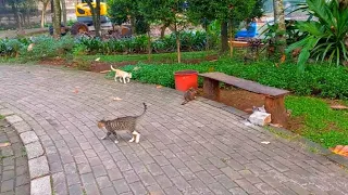 these cats come suddenly, begging and asking for food