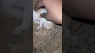 Saved baby kitten from snakes 🥺🥺mother cat was killed by snake😢