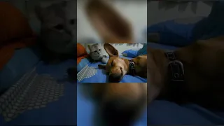 Cat Slaps Sleeping Dog