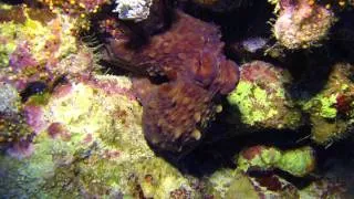 Colorful Octopus (Red Sea)