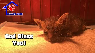 2 street baby kittens just passed away after rescue – Rest in Peace my little kittens