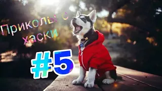 Приколы с хаски #5 Милые и смешные хаски 😍