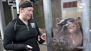 Hippo Fiona and Her Moms Favorite Foods Part 2 - Cincinnati Zoo