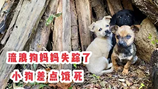 Compassionate Stray Dog Disappears After Giving Birth to Puppies, Leaving Them Almost Starved