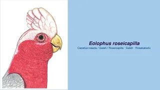 350 Parrot Species - #62 Eolophus roseicapilla