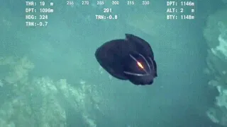 Alien looking Creature from the Deep.