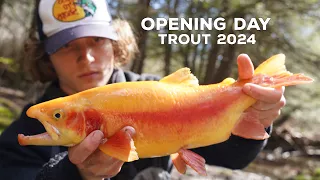 PA Opening Day Trout Fishing 2024! (GOLDEN RAINBOW)