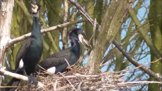 Great Cormorant nest building.