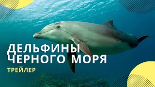 Дельфины Черного моря ждут помощи: какая судьба у выброшенных на берег животных