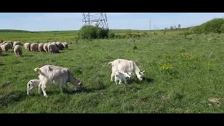 Am scos  caprele  cu iezii  la păscut  🐐🐐🐐