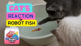 Will Our Cats Enjoy This Robot Fish Toy?