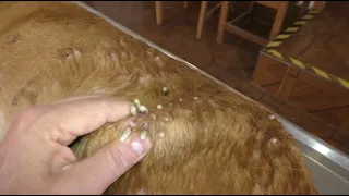 Huge Maggots & Mangoworms Cleaning From Stray Dog ! Animal Rescue Video 2022 #10