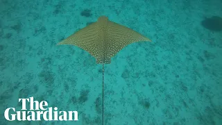 'Unicorn of the sea': rare sighting of ornate eagle ray off Great Barrier Reef