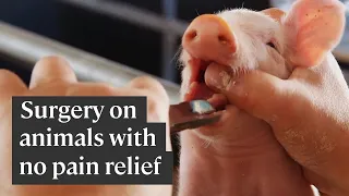 Pieces of animals' bodies cut off without pain relief