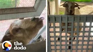 Rescued Baby Goat Begs To Come Inside The House | The Dodo