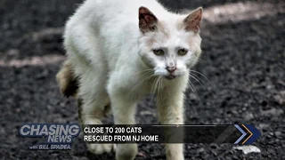 Nearly 200 cats rescued from home