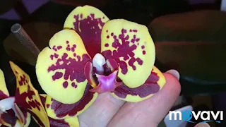 Орхидейки ♥️ новые роспуски и про пересорт немного
