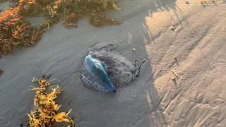 Portuguese man o' war