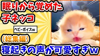 【2ch動物スレ総集編】眠りから覚めた子猫 → 寝起きの声が可愛すぎるwww