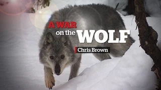 Wolf cull in B.C. | A War on the Wolf