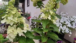 Что делать с саженцами  мет.гортензий🌿 ,купленными  в конце лета и осенью ❓САЖАТЬ‼а весной обрезать.