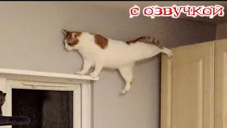 Приколы с котами! Смешные коты с ОЗВУЧКОЙ! СМЕШНЫЕ ЖИВОТНЫЕ 2024! Тест на психику!