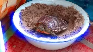 Красноухая черепаха trachemys scripta откладывает яйца