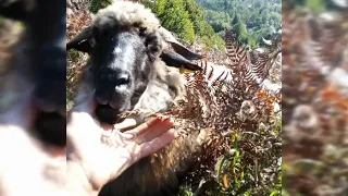 Oile lui Florea Hazbeiu de la Rodna Veche, Bistrița-Năsăud