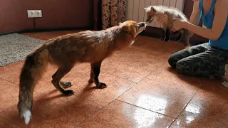 Первая встреча Альфа и Фокси 💕 Foxes Meet for the First Time